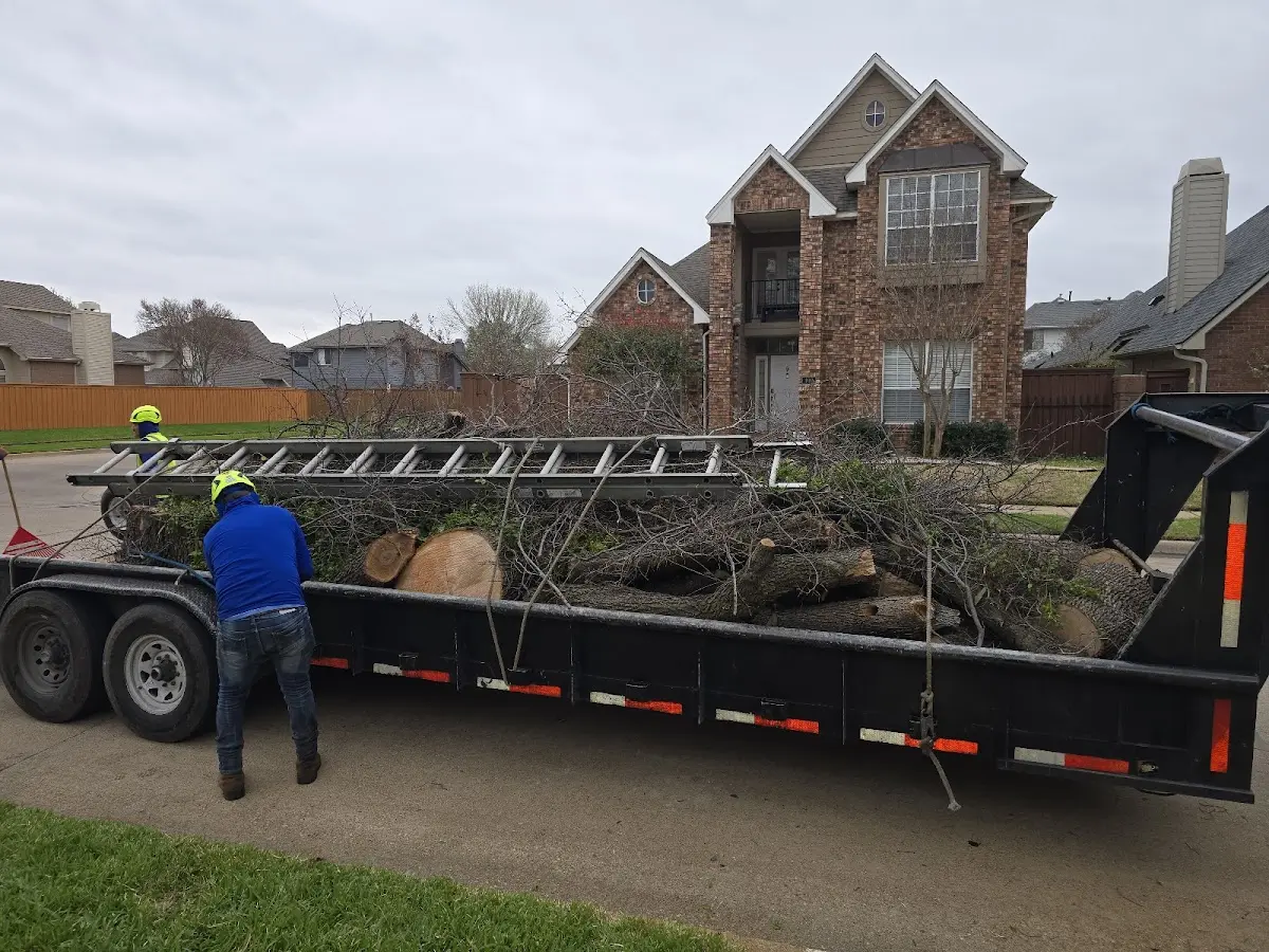 Expert Tree Removal with proper safety equipment in Hanalei